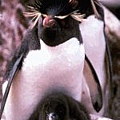 冠企鵝 Rock hopper Penguins