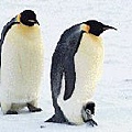 帝王企鵝 Emperor Penguins