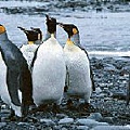 國王企鵝 King Penguins