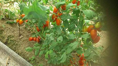 (蔬食小居)嘉義番茄1