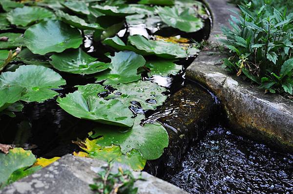 台中千樺花園花草16