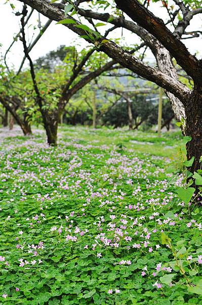 酢醬花 酢醬花