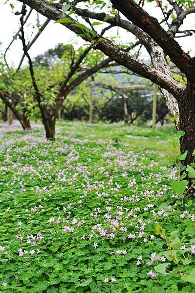 酢醬花