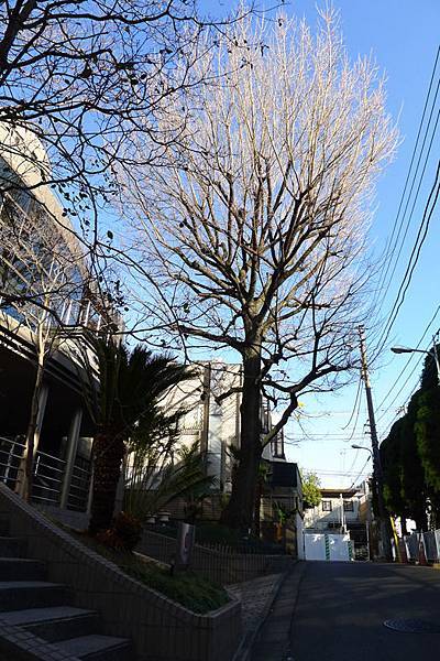 代官山-14.jpg 代官山-14.jpg
