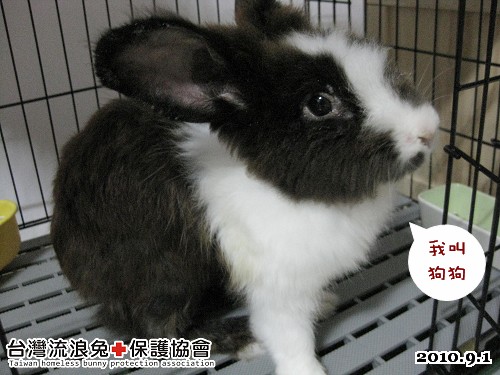 狗狗.jpg 狗狗.jpg