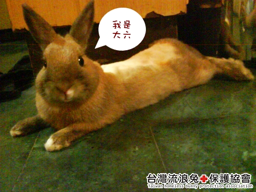 大六.jpg 大六.jpg
