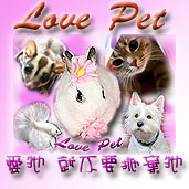 置頂 [知識] 養兔知識 - 超級總整理 (更新:2024/