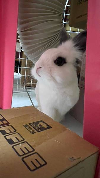 [知識] 讓兔兔安心躲藏+玩耍的秘密基地