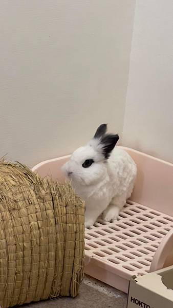 [知識] 讓兔兔安心躲藏+玩耍的秘密基地