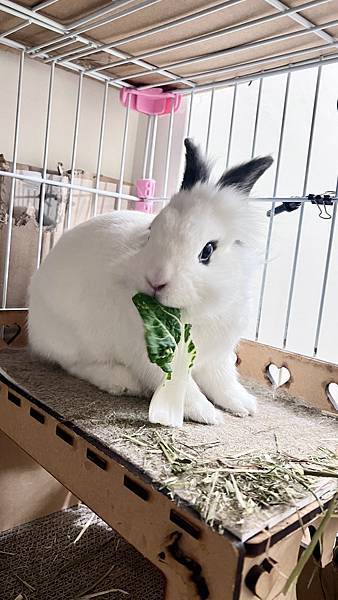 [知識] 讓兔兔安心躲藏+玩耍的秘密基地