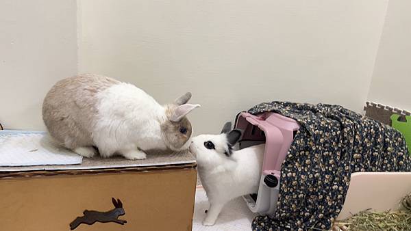 [知識] 讓兔兔安心躲藏+玩耍的秘密基地