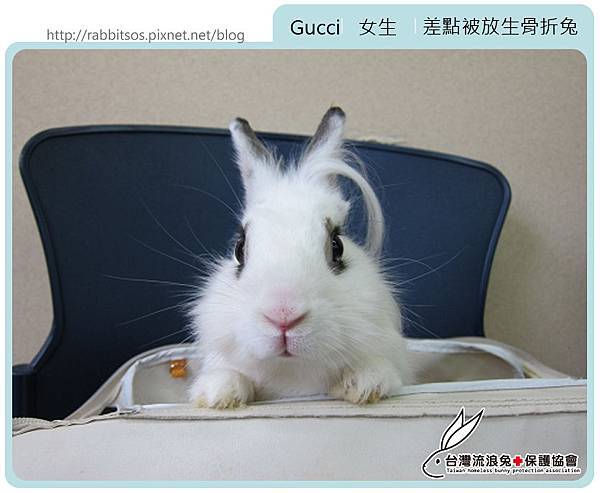 gucci首圖