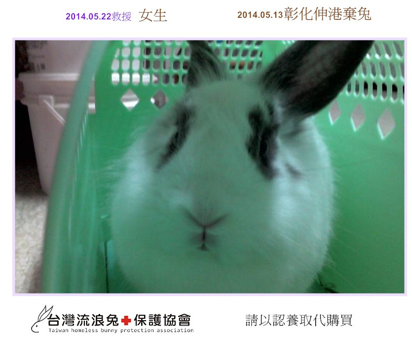 PhotoCap_彰化伸港棄兔2 PhotoCap_彰化伸港棄兔2