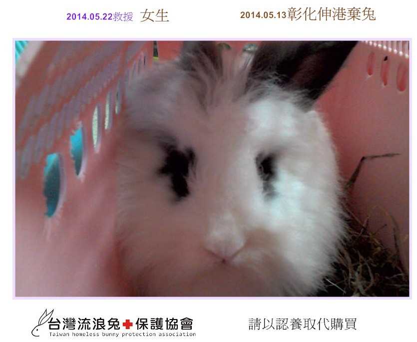 PhotoCap_彰化伸港棄兔3.jpg PhotoCap_彰化伸港棄兔3.jpg