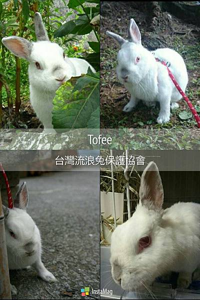 TOFEE 羽化.jpg