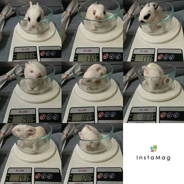 來喜的孩子們剩下一隻沒開眼樓嘍 ~.jpg