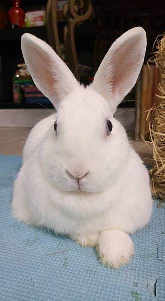 535176_1052408488124274_1331706227923917505_n 535176_1052408488124274_1331706227923917505_n