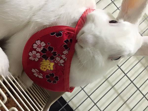 12662576_1108210232534625_1526511631909986751_n.jpg 12662576_1108210232534625_1526511631909986751_n.jpg