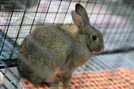IMG_4958 IMG_4958