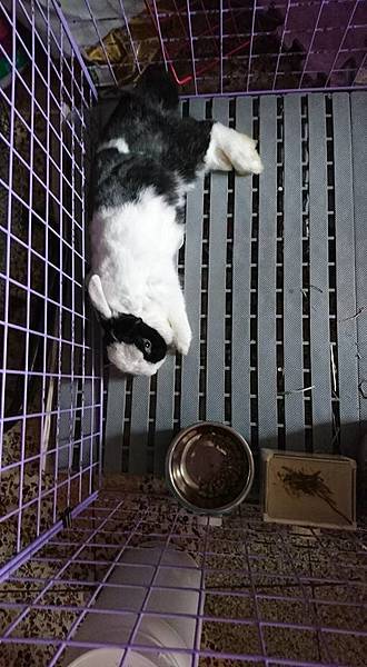 rabbit1029 rabbit1029