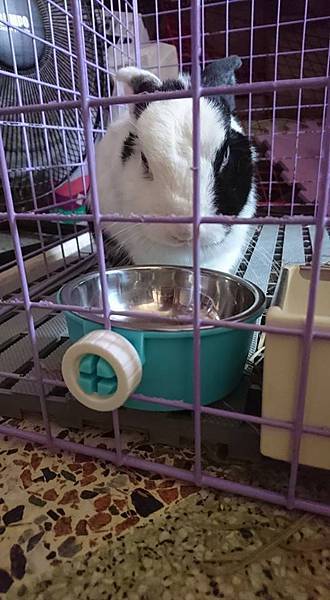 rabbit1035 rabbit1035