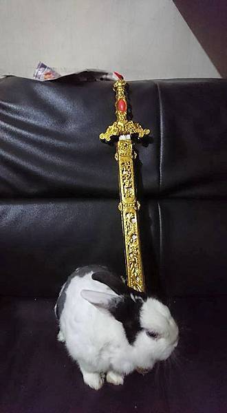 rabbit1105 rabbit1105