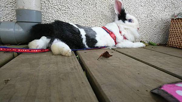 rabbit1125 rabbit1125