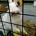 rabbit1032