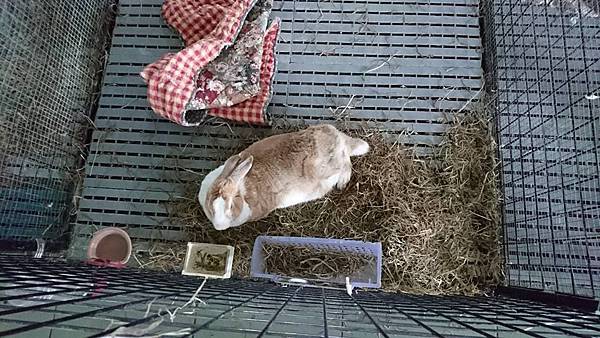 rabbit1080 rabbit1080