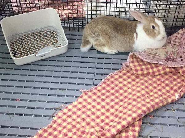 rabbit1393 rabbit1393