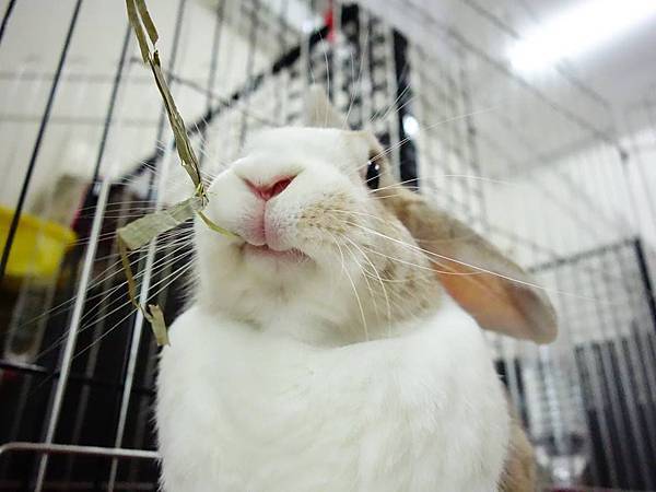rabbit1006 rabbit1006