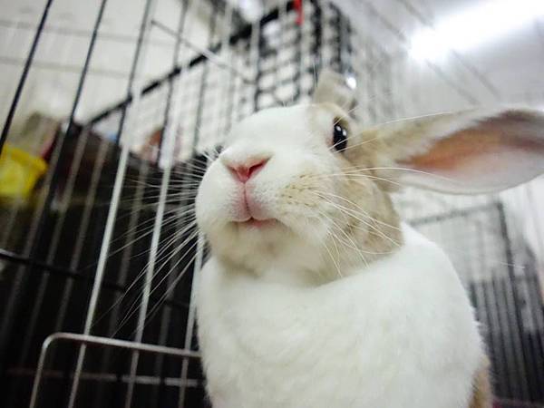 rabbit1222 rabbit1222