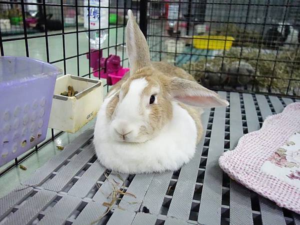 rabbit1157 rabbit1157