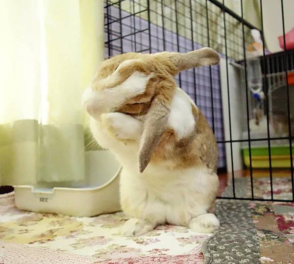 rabbit1228 rabbit1228