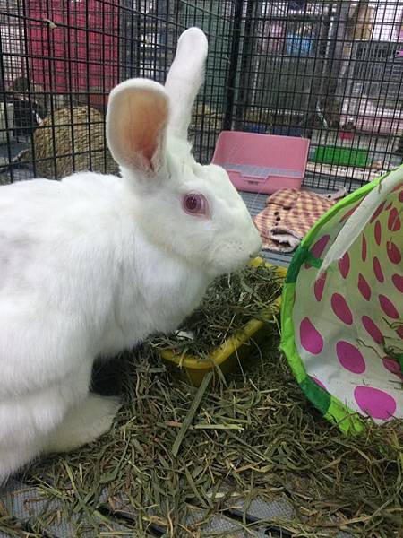 rabbit1392 rabbit1392