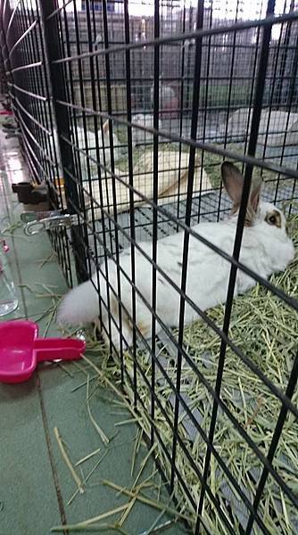 (7)_1_喜蝦蜜.jpg (7)_1_喜蝦蜜.jpg