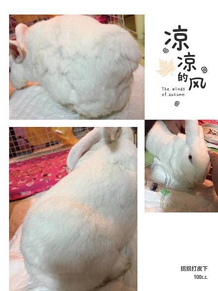 魏拐拐(阿莓)(32).jpg 魏拐拐(阿莓)(32).jpg