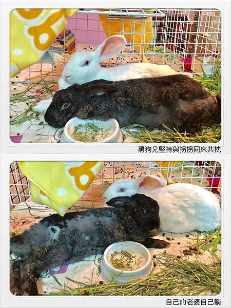 魏拐拐(阿莓)、黑狗兄(37).jpg 魏拐拐(阿莓)、黑狗兄(37).jpg