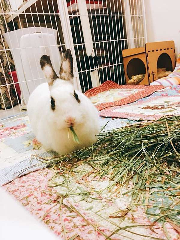 成功送養 鬼宿 豬仔球 彰化八卦山紙箱被狗咬棄兔 社團法人台灣流浪兔保護協會 痞客邦 成功送養 鬼宿 豬仔球 彰化八卦山紙箱被狗咬棄兔 社團法人台灣流浪兔保護協會 痞客邦