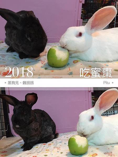 黑狗兄、魏拐拐(阿莓)(23).jpg 黑狗兄、魏拐拐(阿莓)(23).jpg