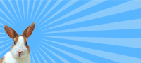 rabbit0808.gif 寵兔嘉年華.gif