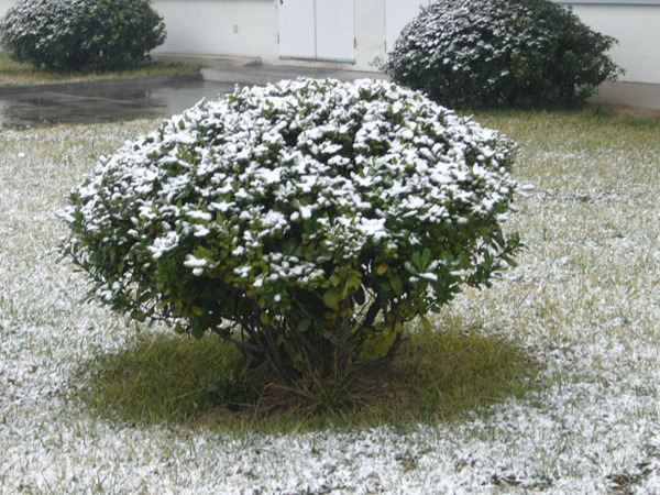 970115早晨8點的飄雪2