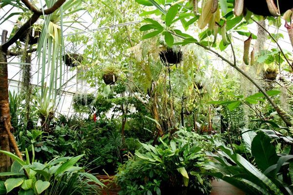 Glasshouse for tropical plants