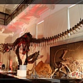 Dinosaur Exhibition in the Museum