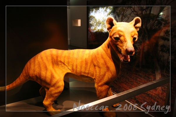 Tasmania Tiger