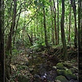 在Cairns報名兩天一夜的熱帶雨林旅行團