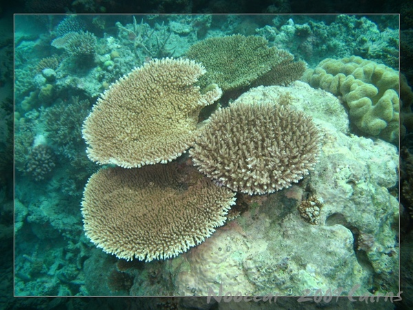 Table Reef