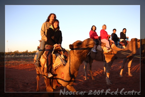 澳洲中部果然不枉沙漠之名～即使是進口的也要進口駱駝來做生意
