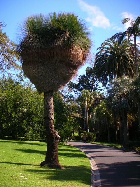 皇家植物園