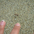 big ants.JPG
